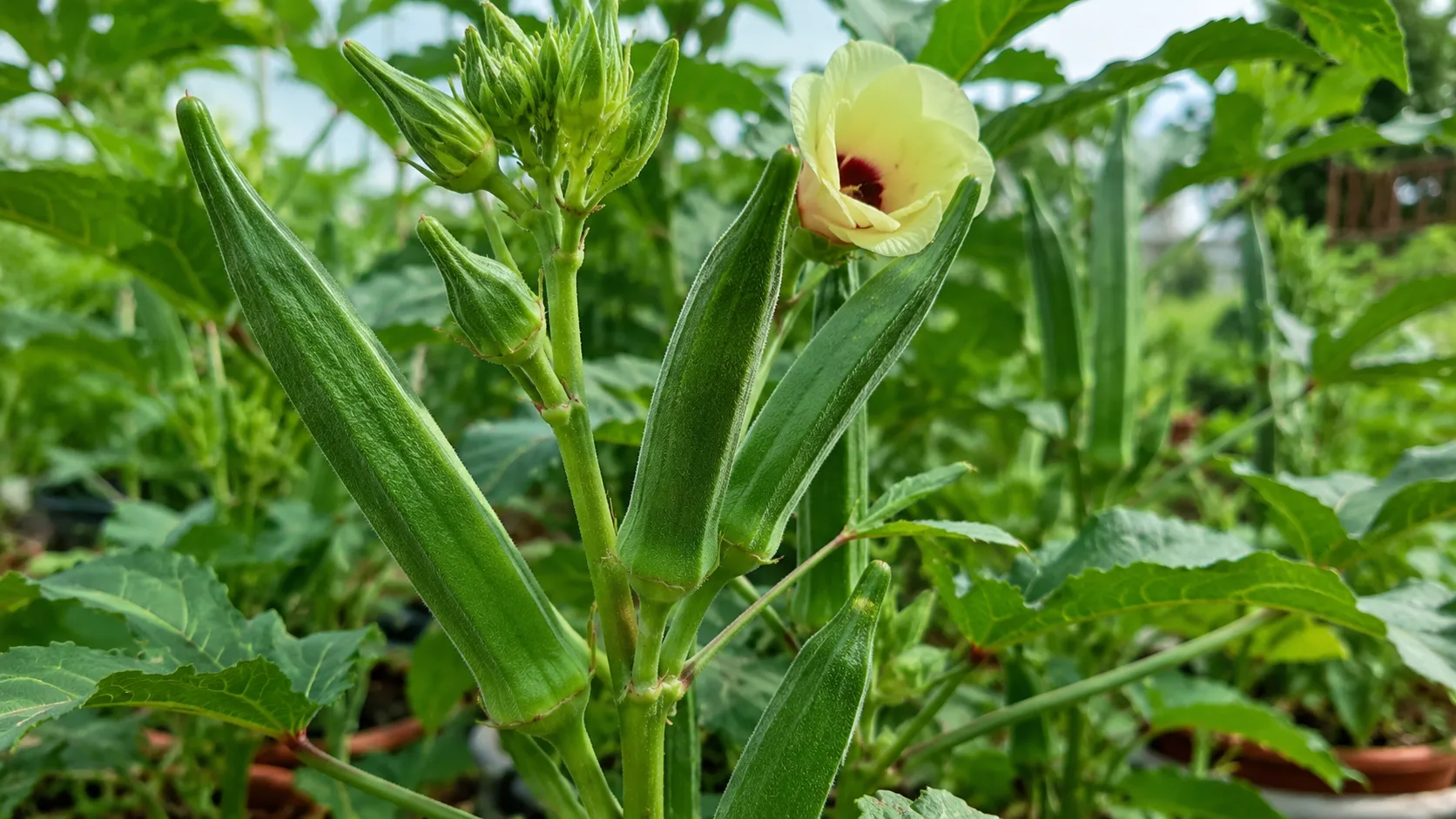 Okra (Bhindi)